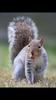 Eria's video animal spot Eastern Grey Squirrel